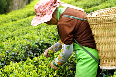 春日赴約永平，共品一席茶香盛宴