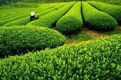 清香四溢 微苦回甘——品味筠連縣青山綠水間的茶葉至味