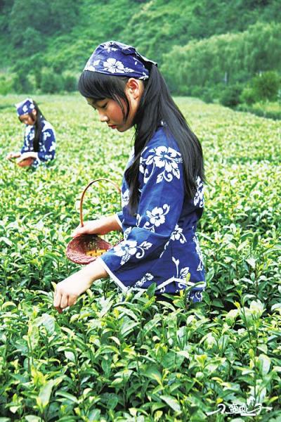 陜西茶葉節(jié)即將盛大啟幕 一葉飄香，品味秦風(fēng)漢韻
